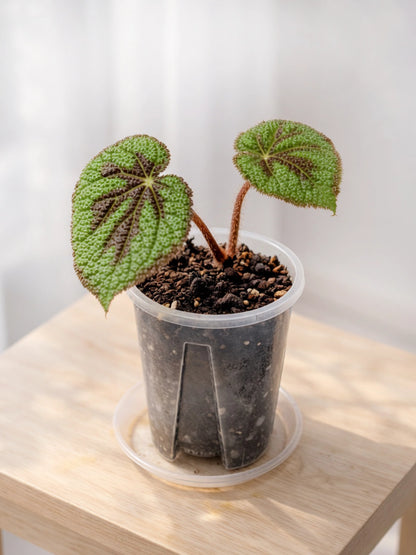 Pink & Green Rex Begonia｜粉綠王秋海棠