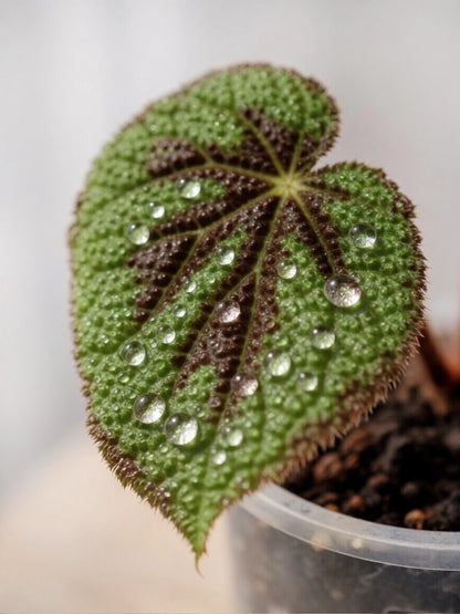 Pink & Green Rex Begonia｜粉綠王秋海棠