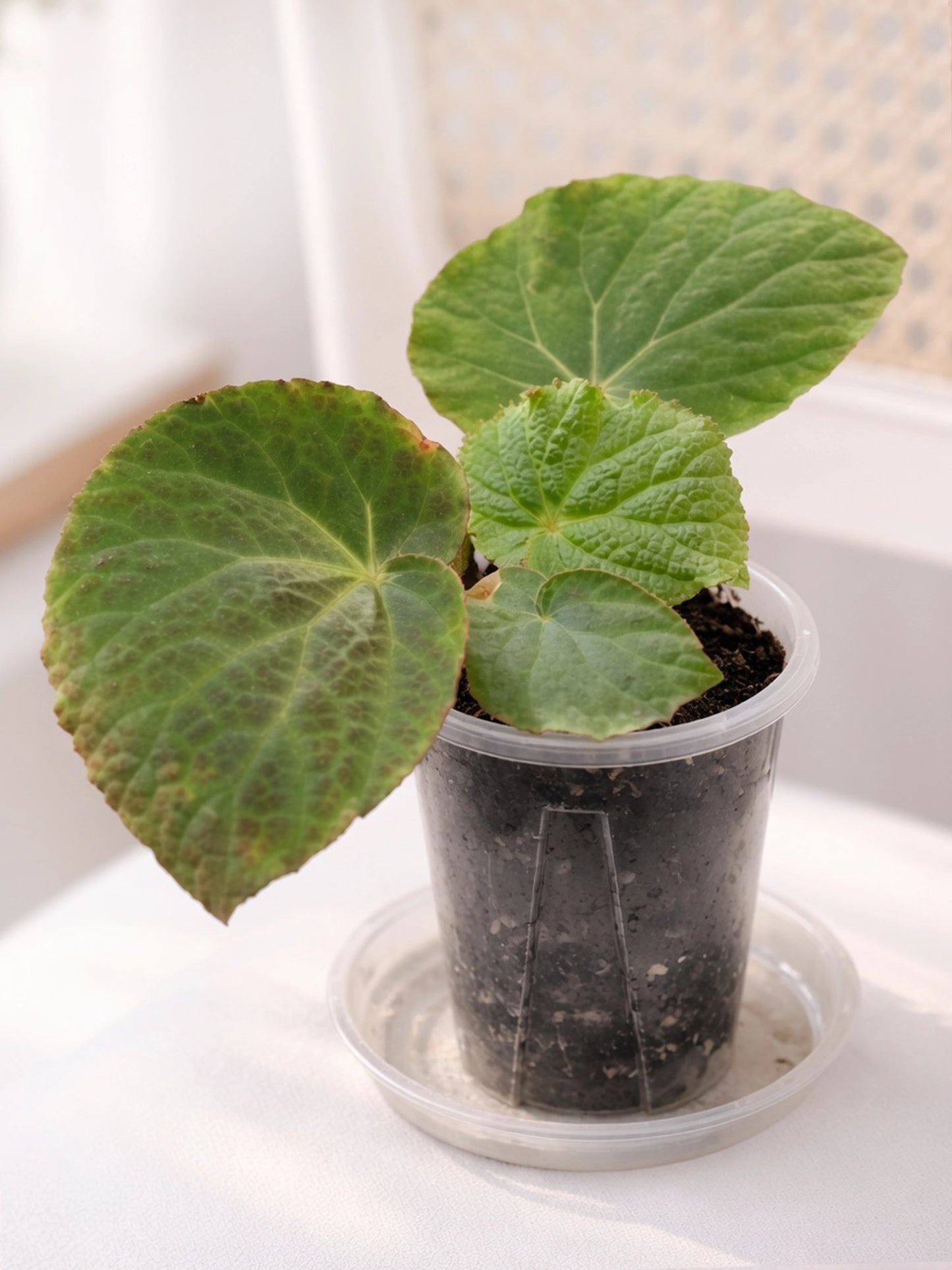 Pink & Silver Rex Begonia｜粉銀秋海棠