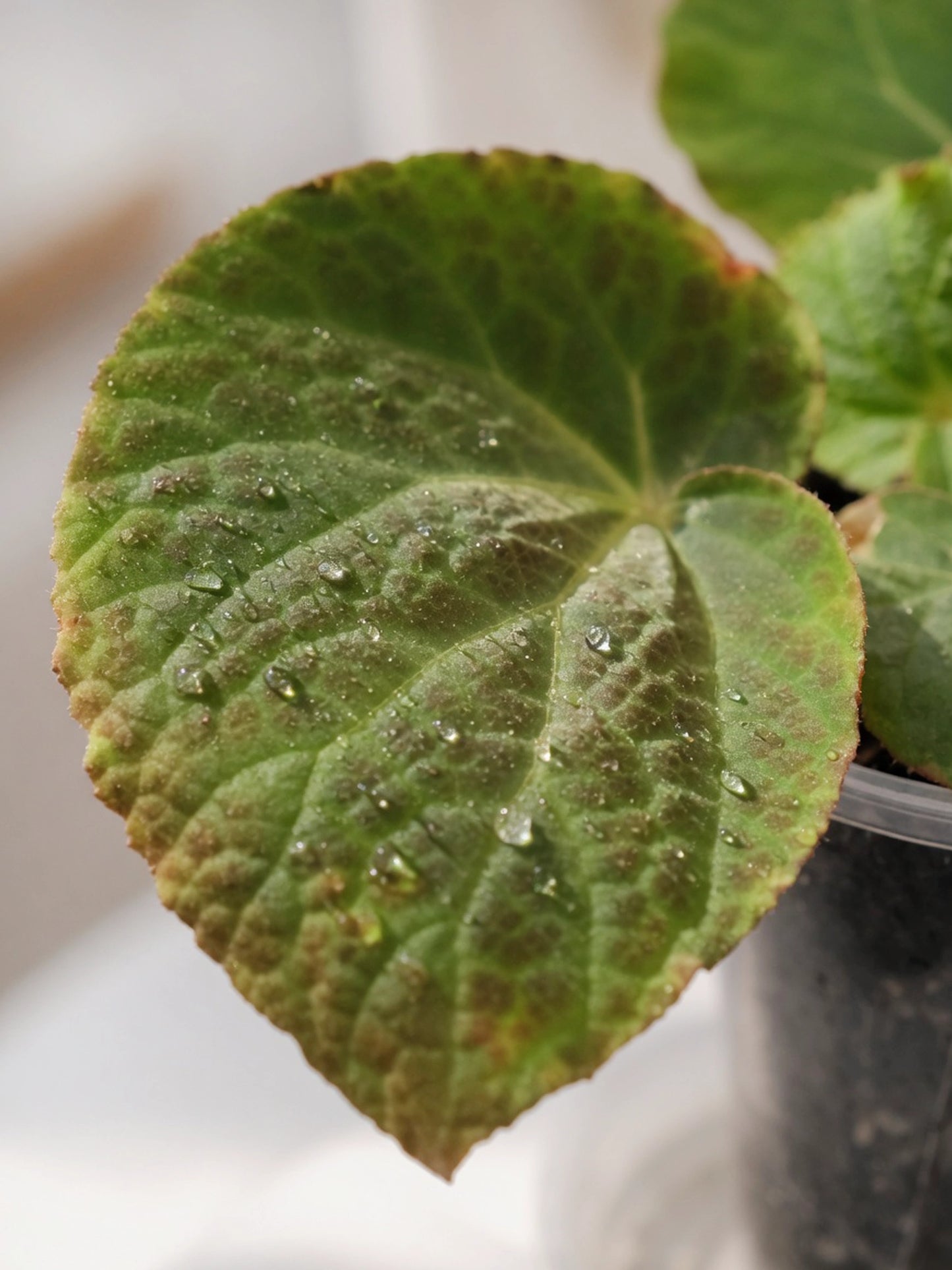 Pink & Silver Rex Begonia｜粉銀秋海棠