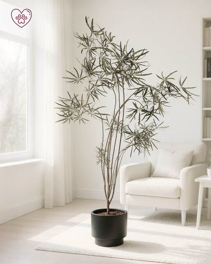 Plerandra Elegantissima | 孔雀木