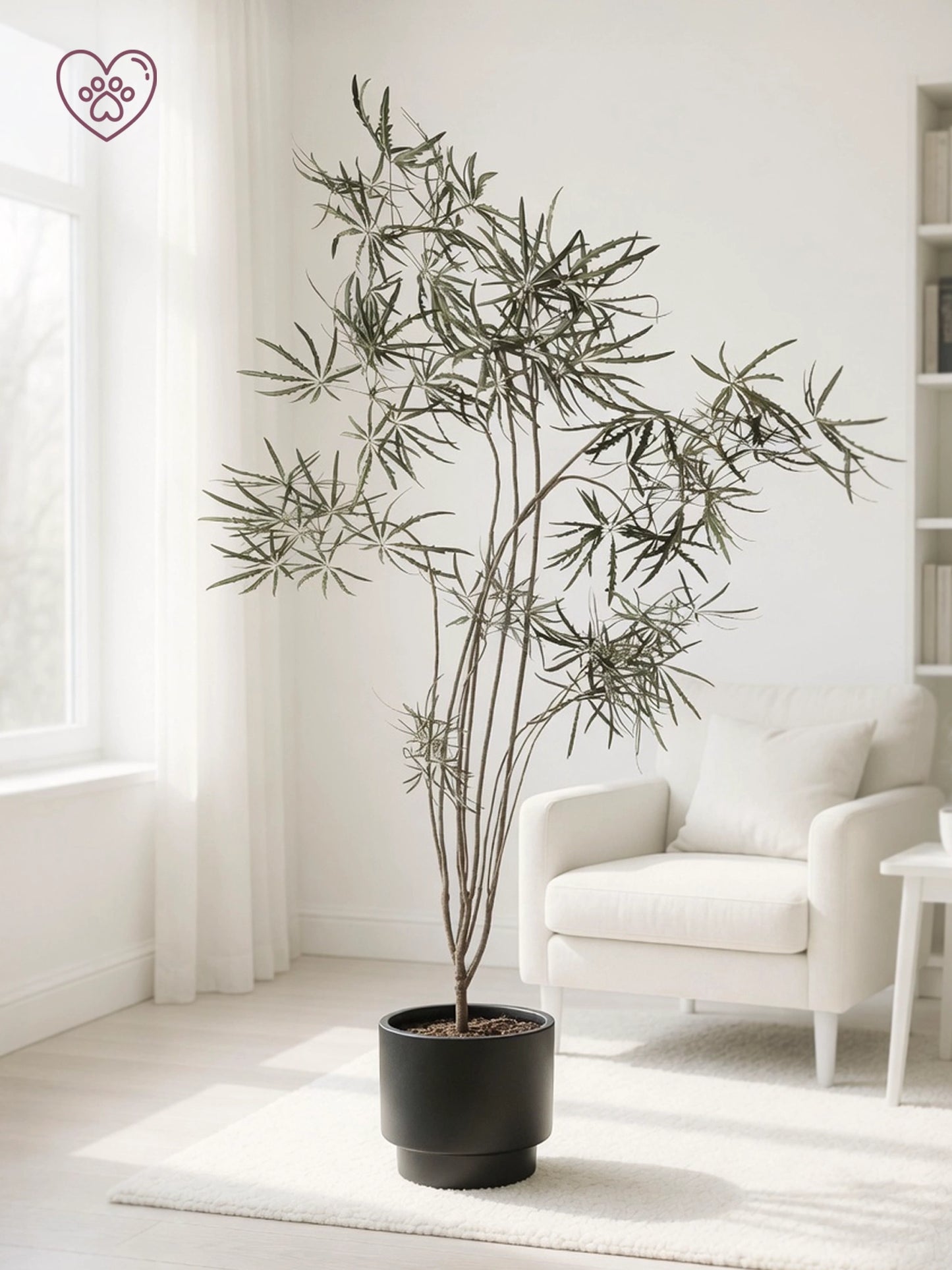 Plerandra Elegantissima | 孔雀木