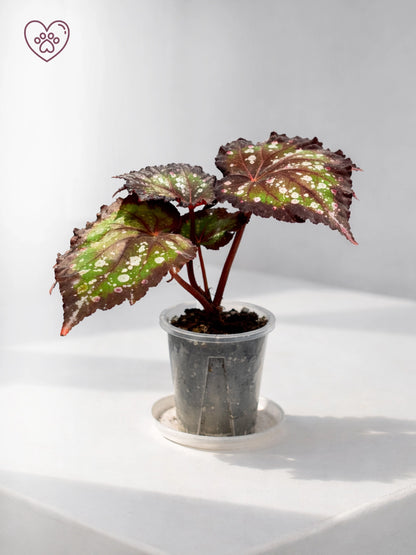 Polka Dot Begonia｜波點秋海棠