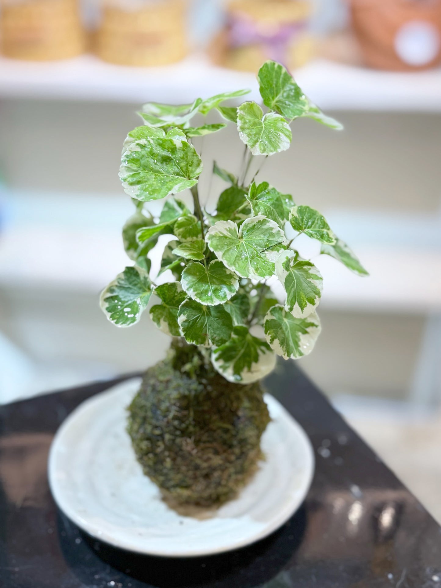 Polyscias Guilfoylei｜福祿桐