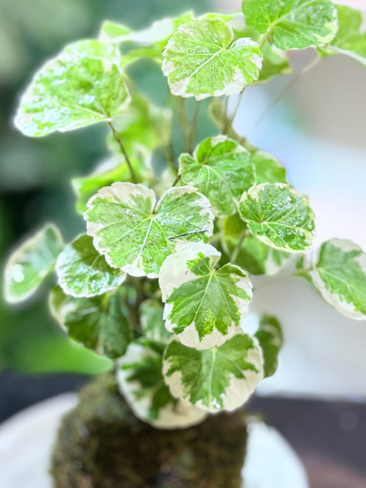 Polyscias Guilfoylei｜福祿桐