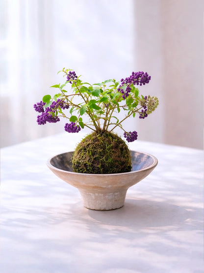 Purple Beautyberry Kokedama | 紫珠苔蘚球