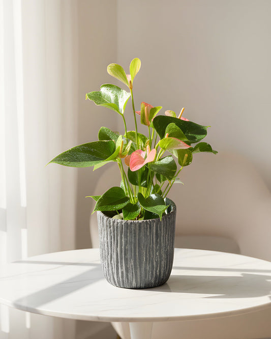 Purple Plum Anthurium｜紫掌