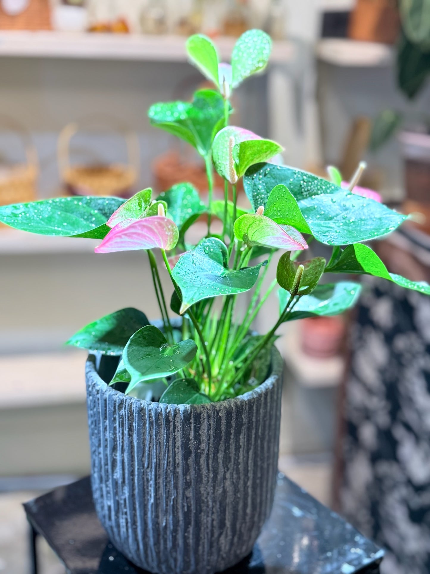 Purple Plum Anthurium｜紫掌