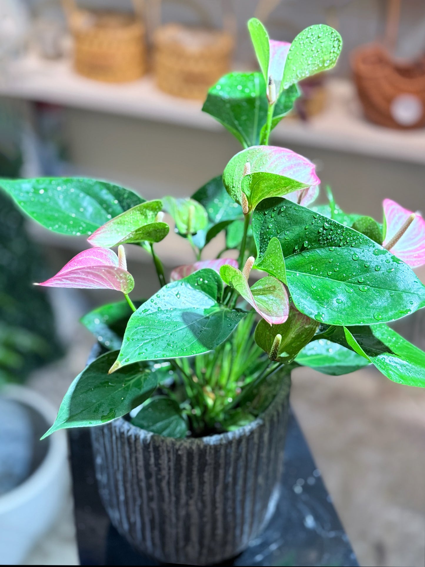 Purple Plum Anthurium｜紫掌