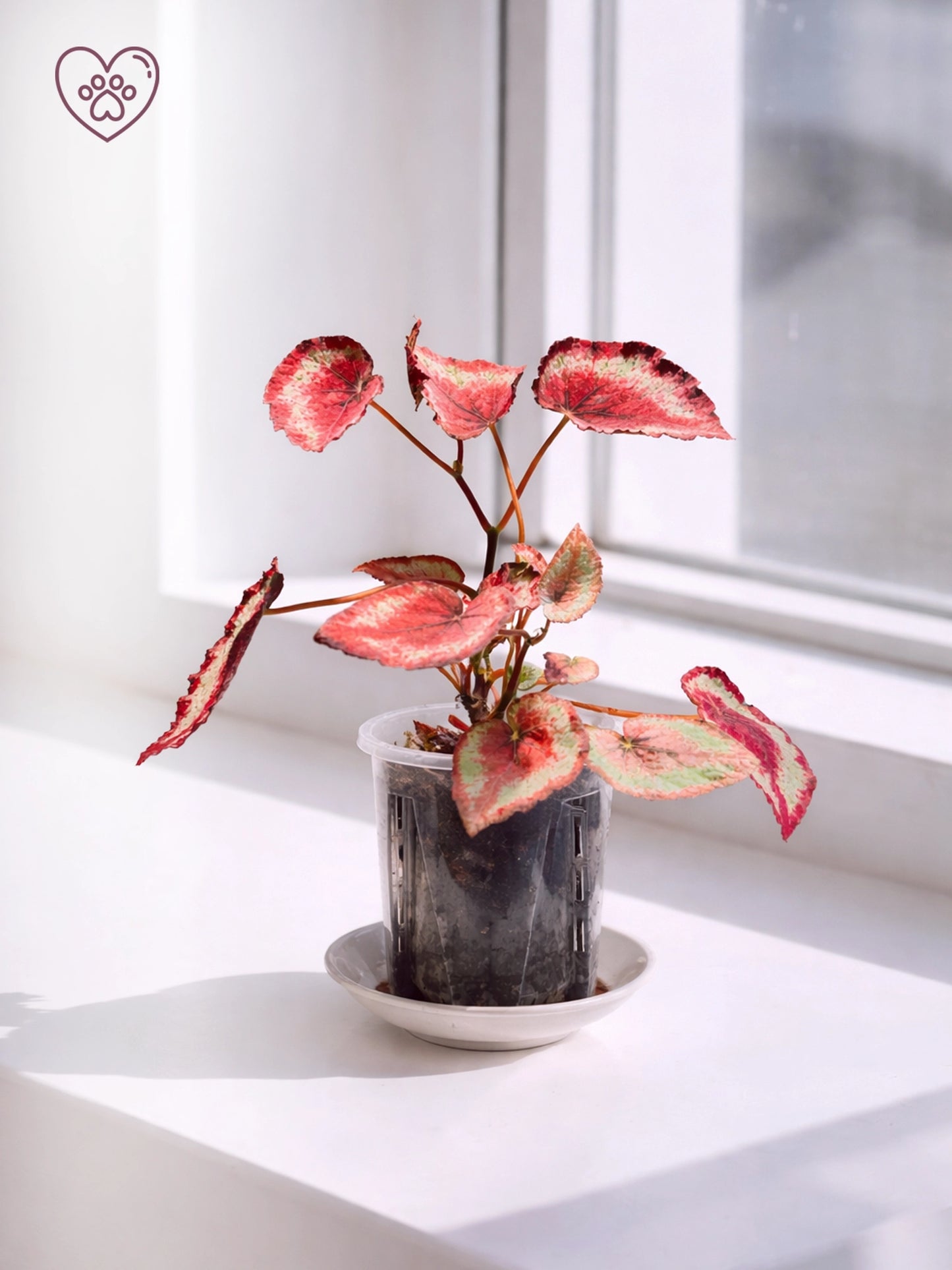 Red Foliage Type｜紅葉觀賞秋海棠