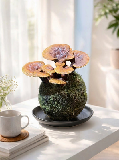Reishi Mushroom Kokedama｜靈芝苔蘚球