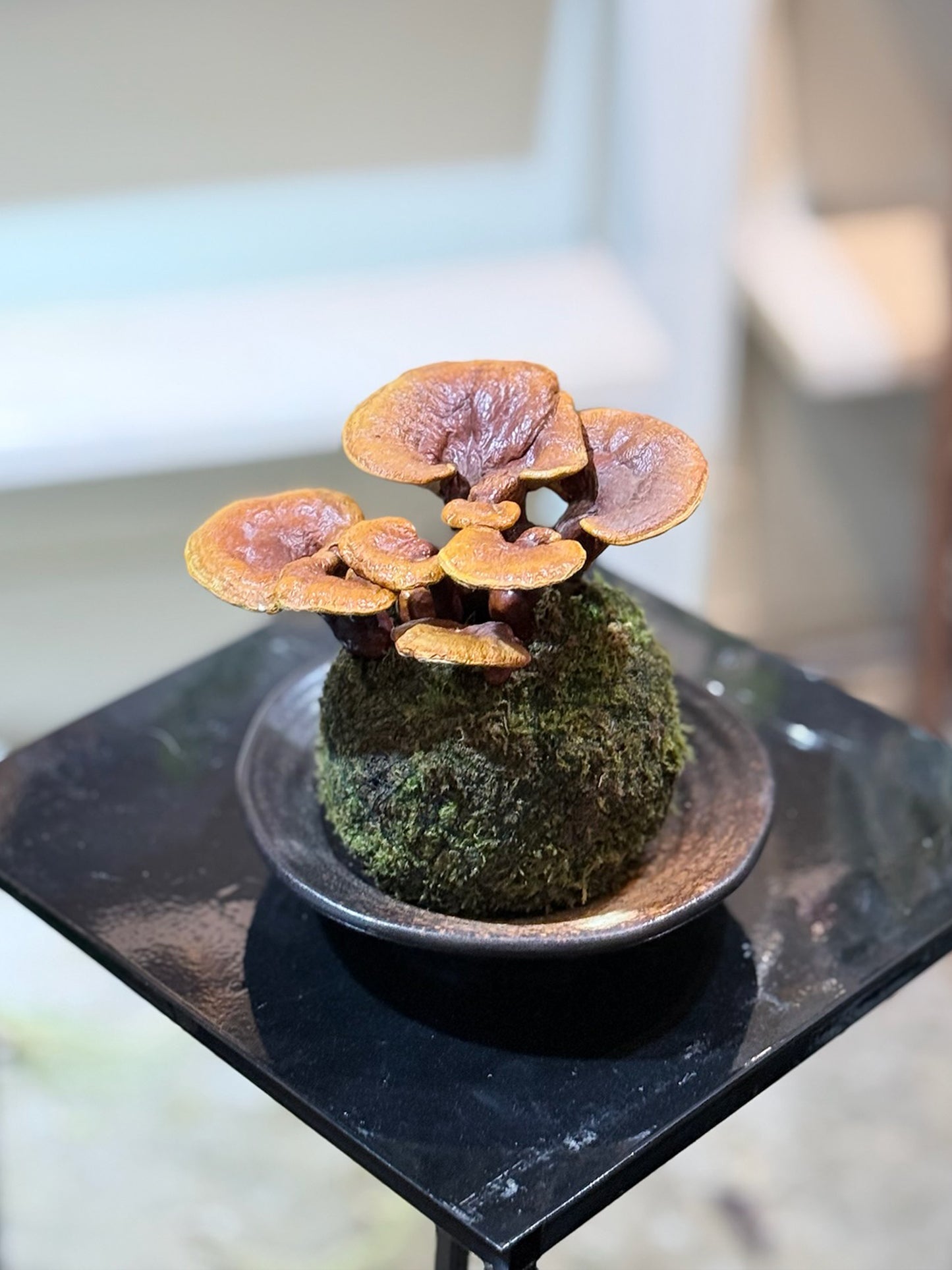 Reishi Mushroom Kokedama｜靈芝苔蘚球