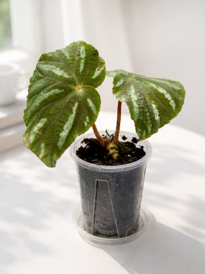 Rex Begonia｜彩葉秋海棠