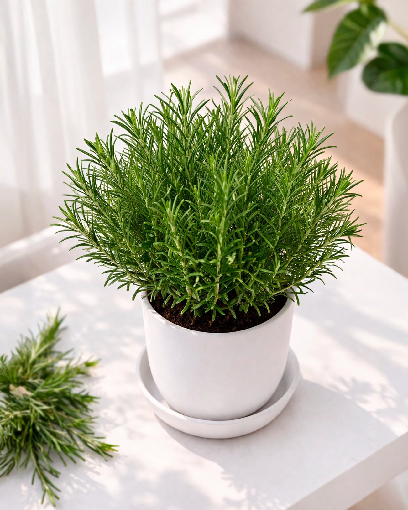 Rosemary | 迷迭香
