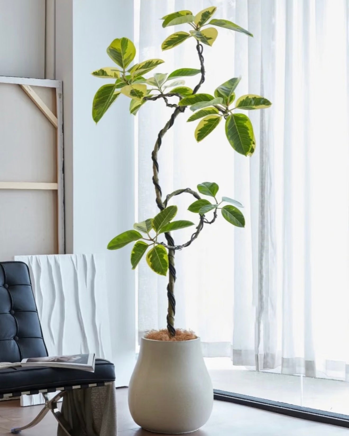 Styled Ficus Elastica Variegata | 造型花葉橡皮樹