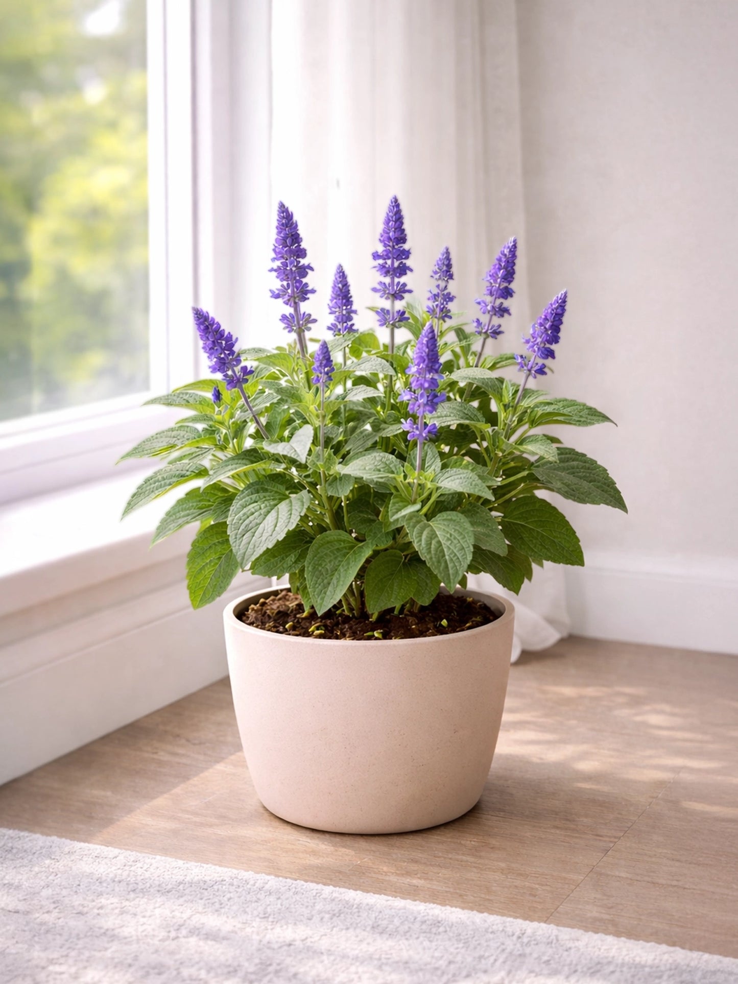 Sage | 鼠尾草