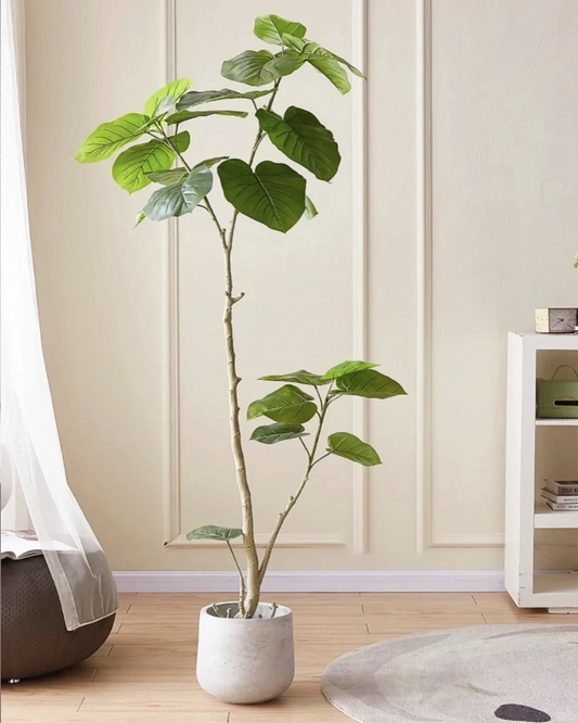 Sea Grape | 海葡萄