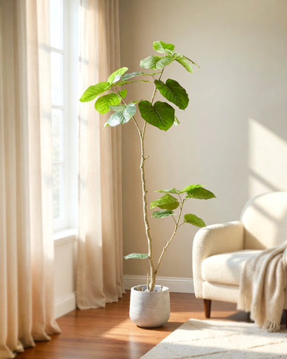 Sea Grape | 海葡萄