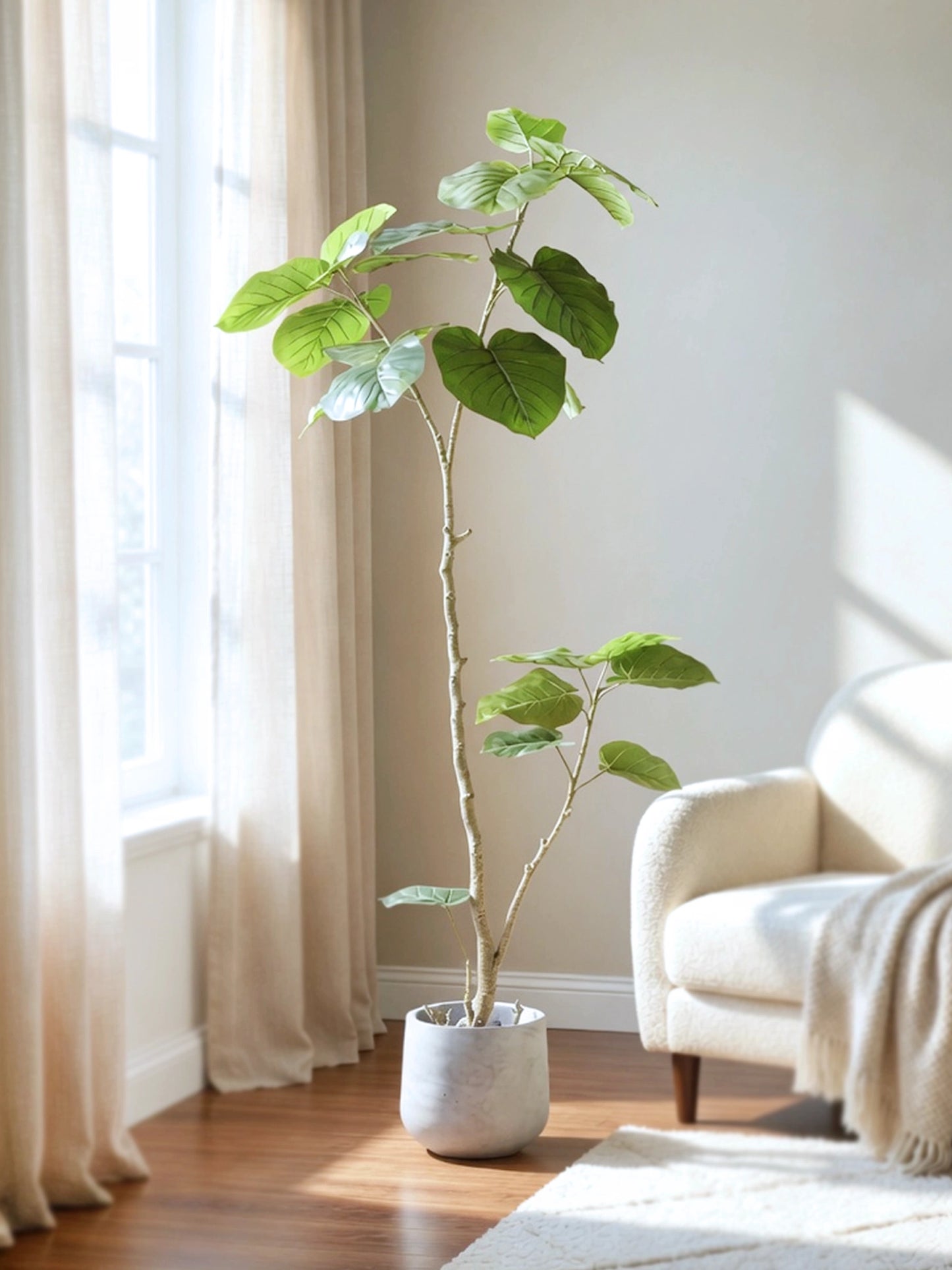 Sea Grape | 海葡萄