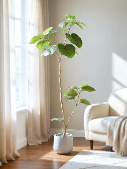 Sea Grape | 海葡萄