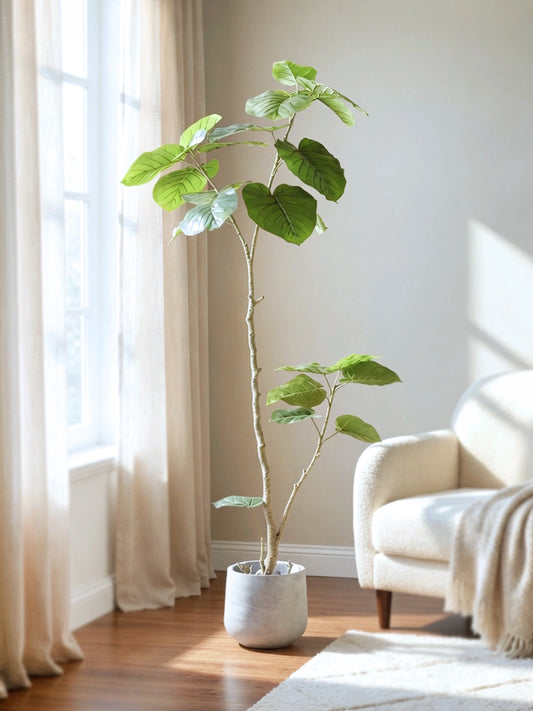 Sea Grape | 海葡萄