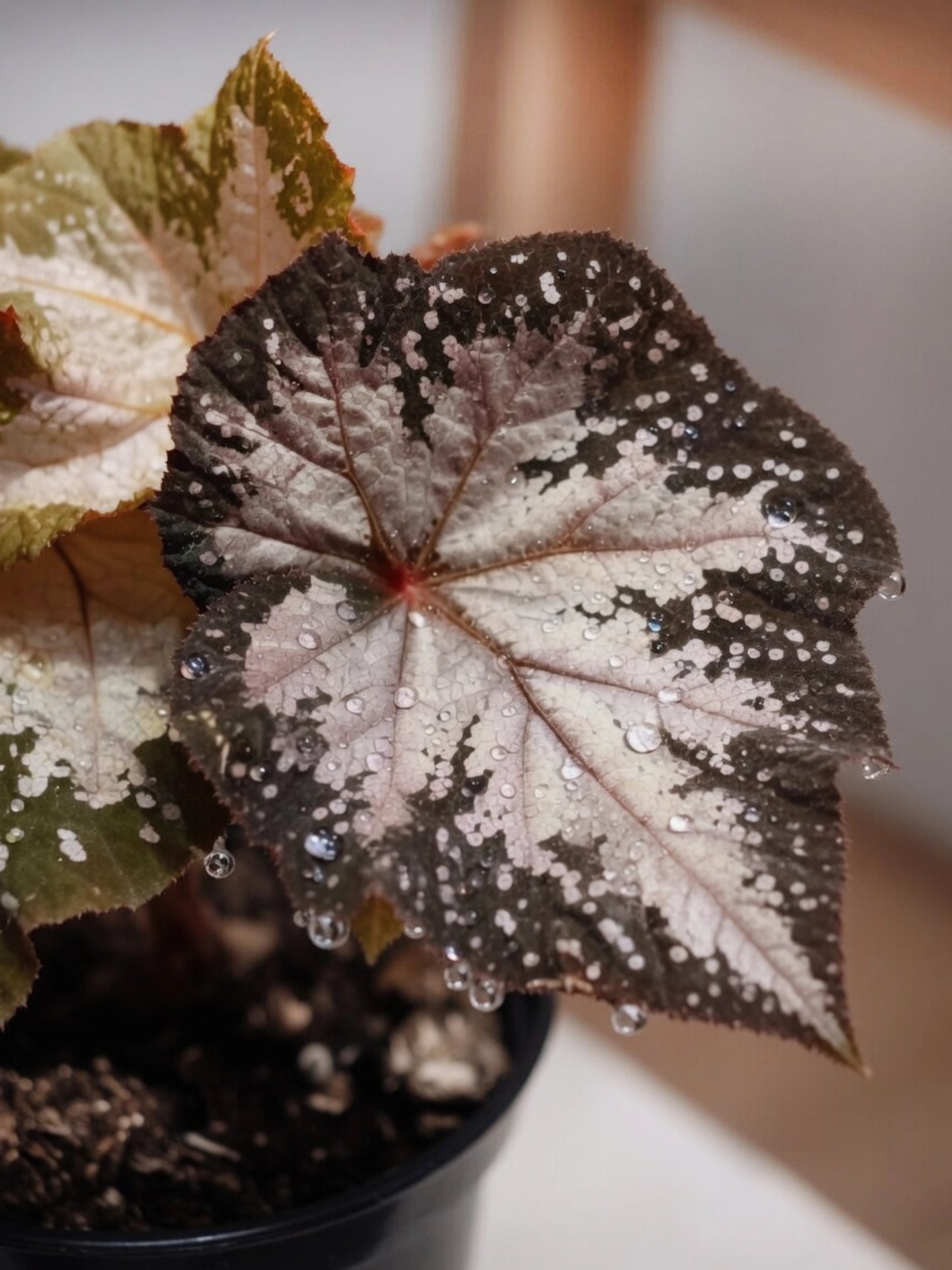 Silver-leaf Begonia｜銀葉秋海棠