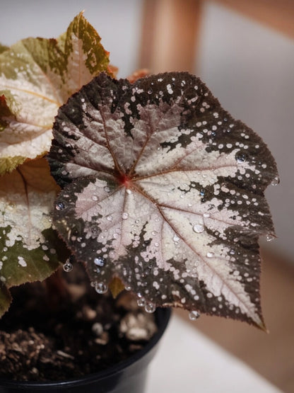 Silver-leaf Begonia｜銀葉秋海棠