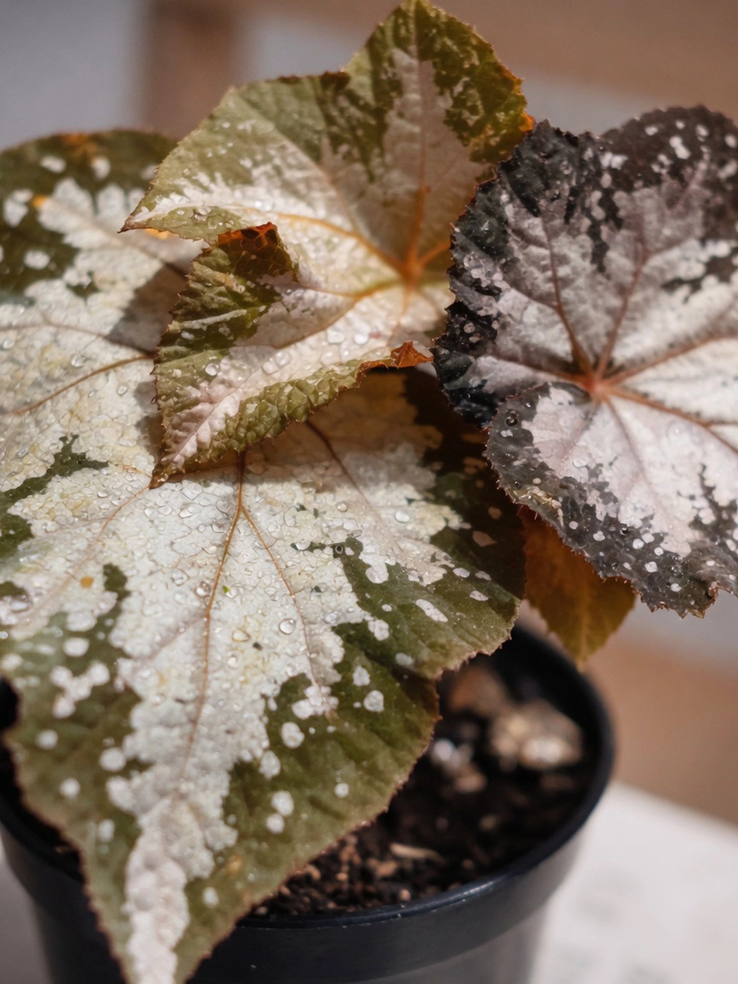 Silver-leaf Begonia｜銀葉秋海棠