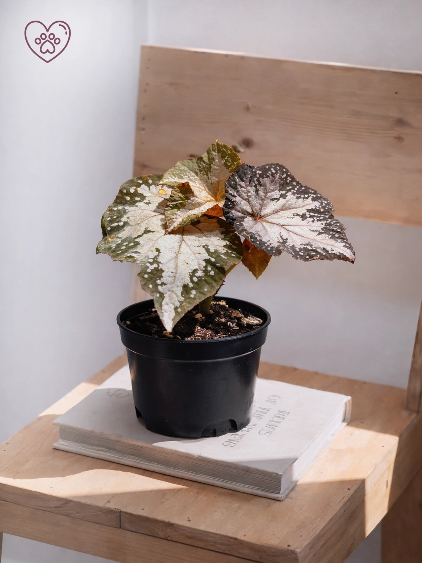 Silver-leaf Begonia｜銀葉秋海棠