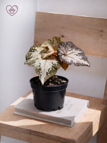 Silver-leaf Begonia｜銀葉秋海棠