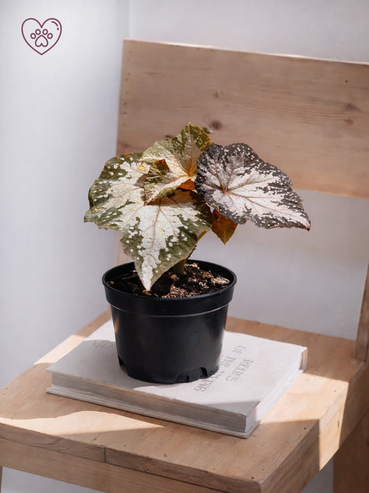 Silver-leaf Begonia｜銀葉秋海棠