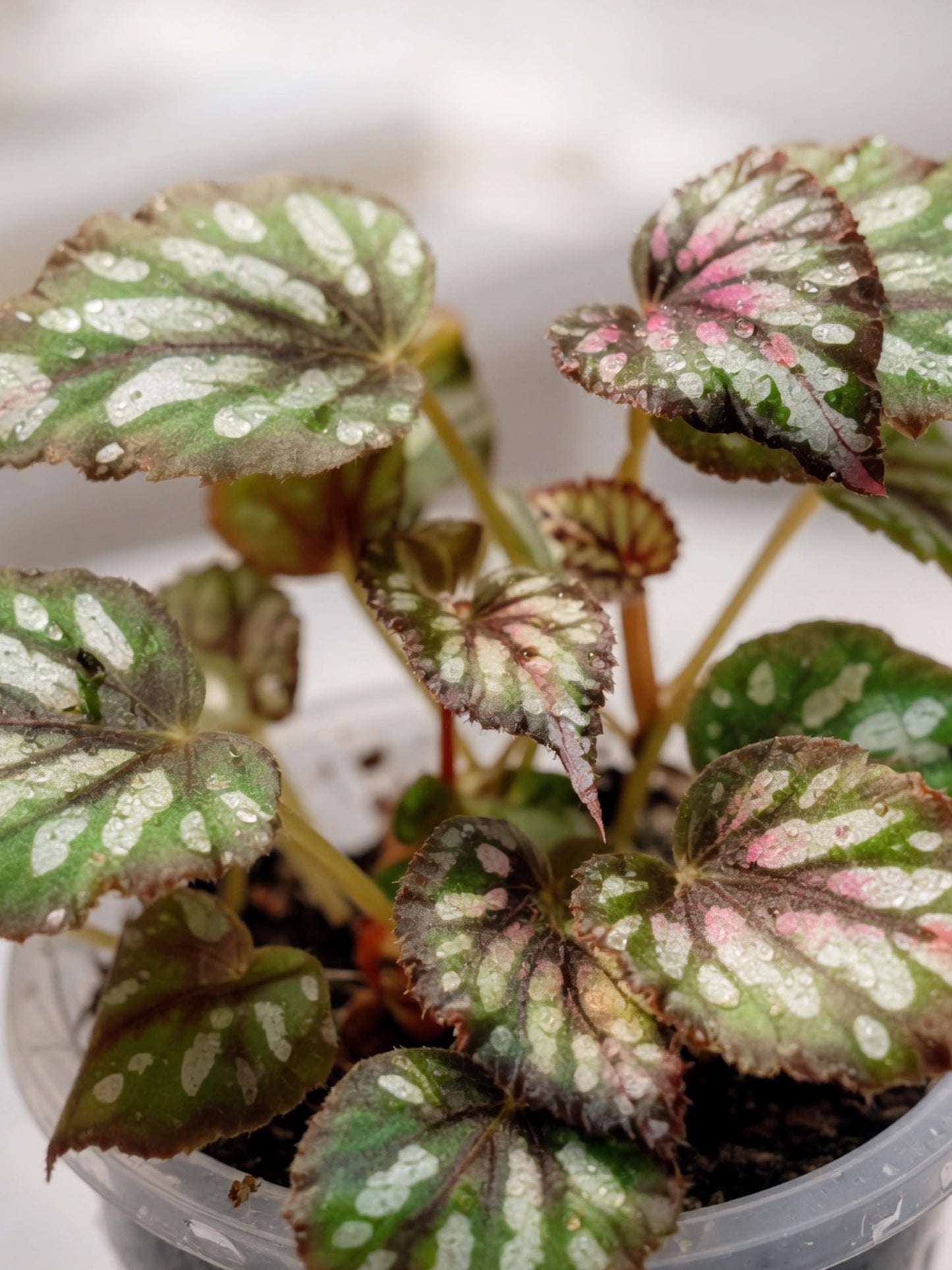 Silver Polka Rex Begonia｜銀點王秋海棠