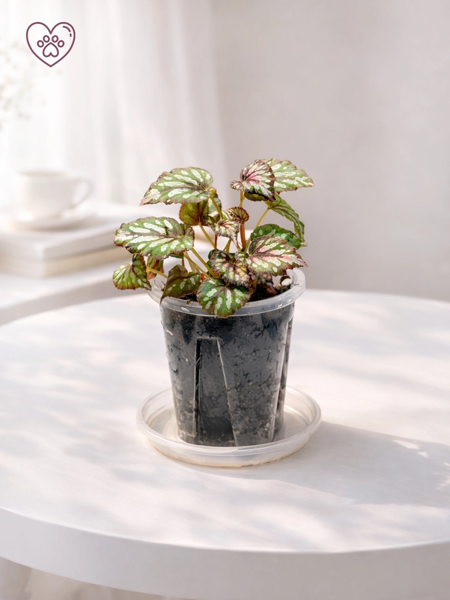 Silver Polka Rex Begonia｜銀點王秋海棠