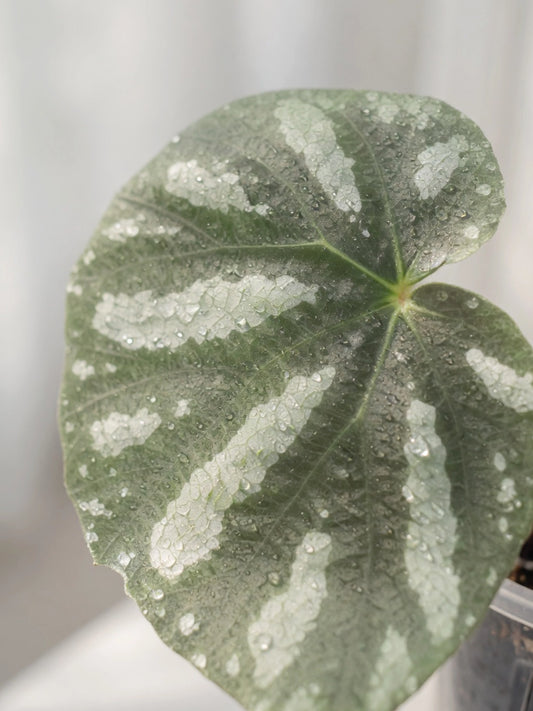 Silver Wave Rex Begonia｜銀波王秋海棠