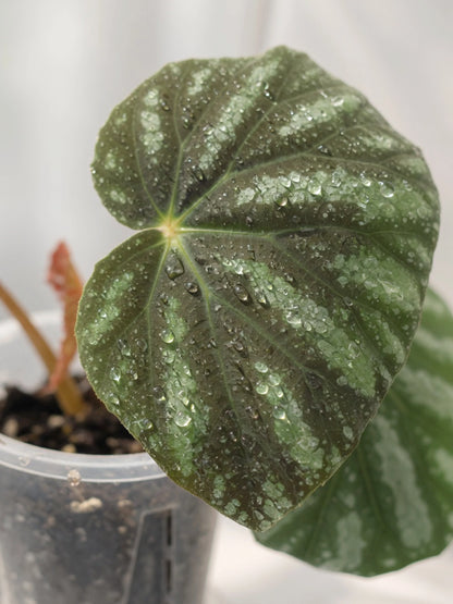 Silver Wave Rex Begonia｜銀波王秋海棠