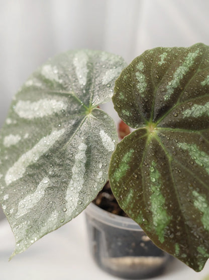 Silver Wave Rex Begonia｜銀波王秋海棠