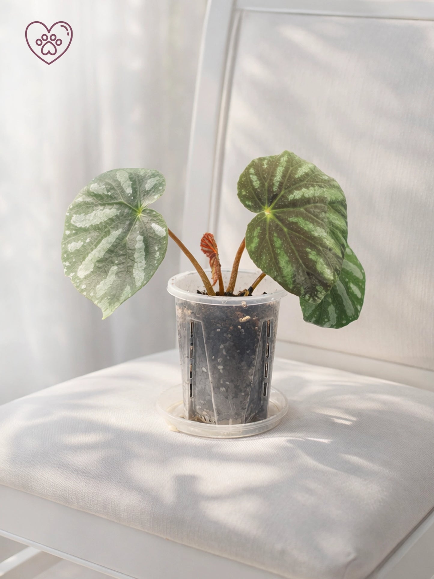 Silver Wave Rex Begonia｜銀波王秋海棠