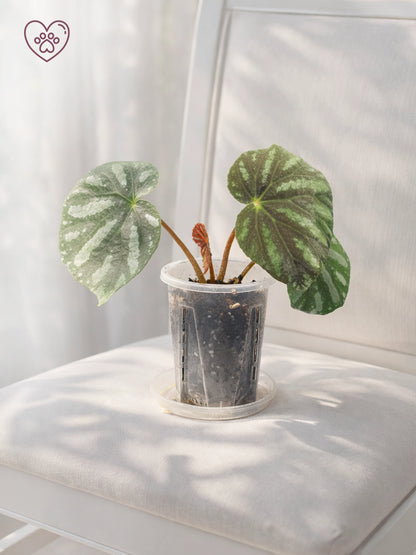 Silver Wave Rex Begonia｜銀波王秋海棠