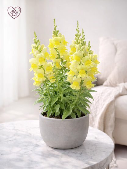 Snapdragon | 金魚草