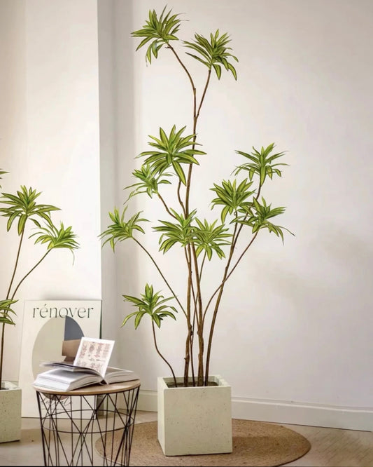 Song of India | 百合竹