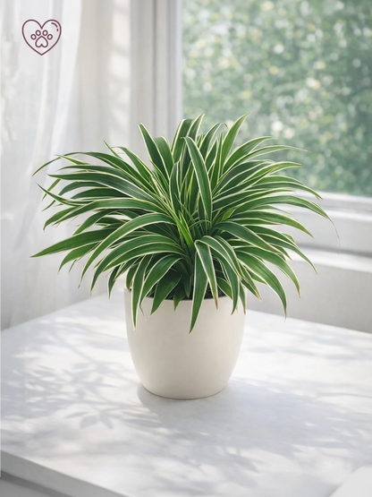 Spider Plant | 吊蘭