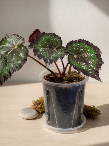 Spotted Begonia｜星點秋海棠