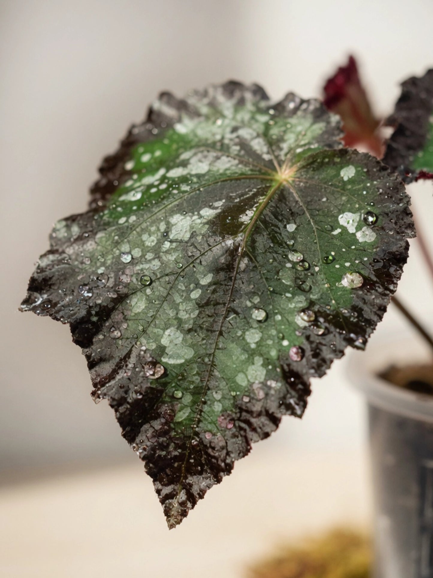 Spotted Begonia｜星點秋海棠