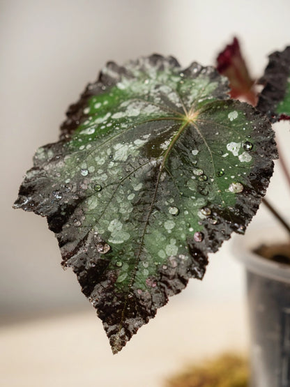 Spotted Begonia｜星點秋海棠