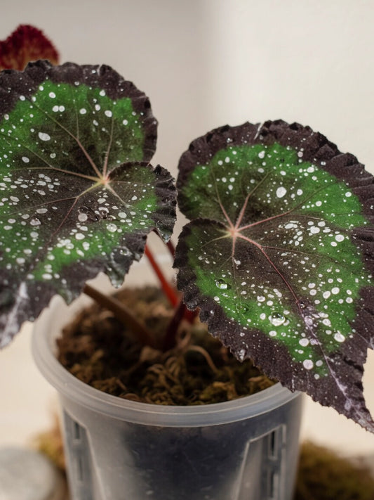 Spotted Begonia｜星點秋海棠