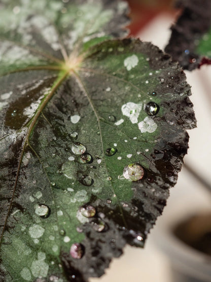 Spotted Begonia｜星點秋海棠