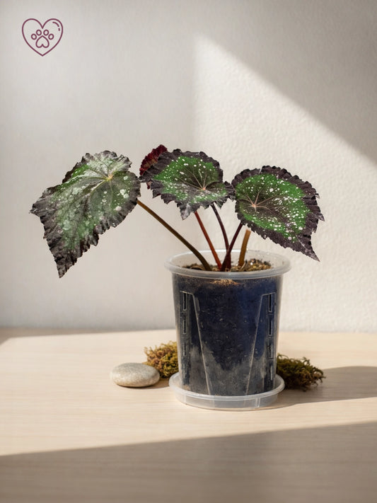 Spotted Begonia｜星點秋海棠