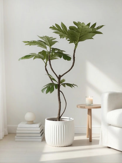 Styled Breadfruit Tree | 造型麵包樹