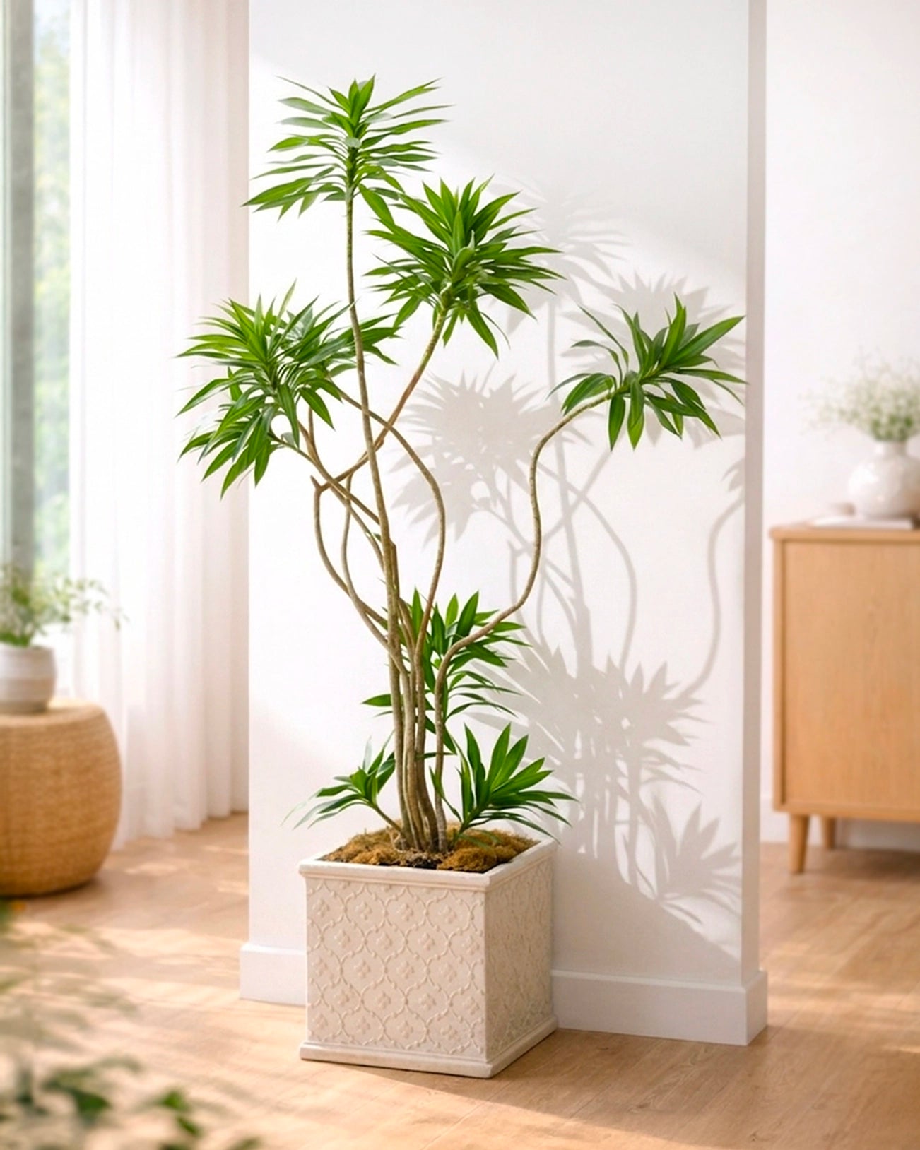 Styled Dracaena Reflexa | 造型百合竹