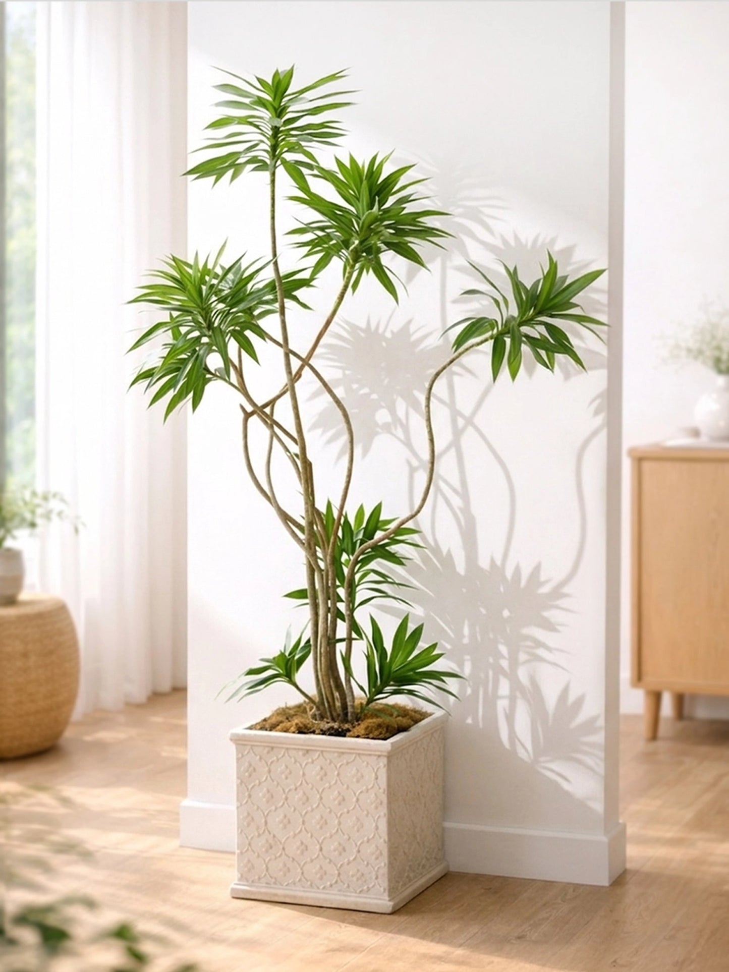 Styled Dracaena Reflexa | 造型百合竹